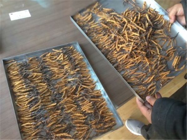 确保制药冻干机高效运行的参数设置技巧与方法